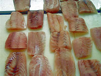 Tiefk&uuml;hlfisch - TK-Fisch