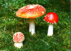 amanita muscaria