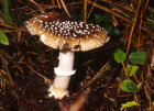 amanita pantherina