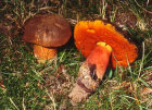 boletus erythropus