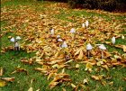 coprinus comatus