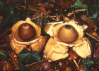 geastrum triplex