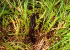 eoglossum glutinosum