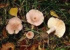 lactarius glyciosmus