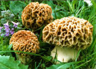 morchella esculenta