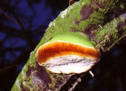 phellinus hippopha�icola