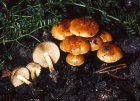 pholiota carbonaria