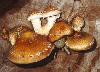 pholiota destruens