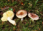 russula odorata