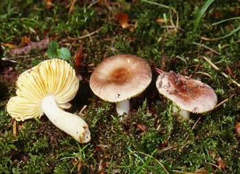 russula odorata