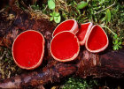 sarcoscypha aust