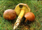 xerocomus badius.jpg
