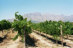 Weinlandschaften in S�dafrika