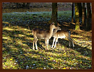 Slideshow 84.jpg
