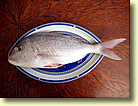 Ein Sill-Snapper mit 1,3 kg, geschuppt und ausgenommen