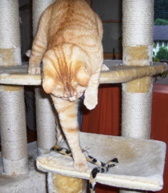 Roter Kater Maurin beim Spiel