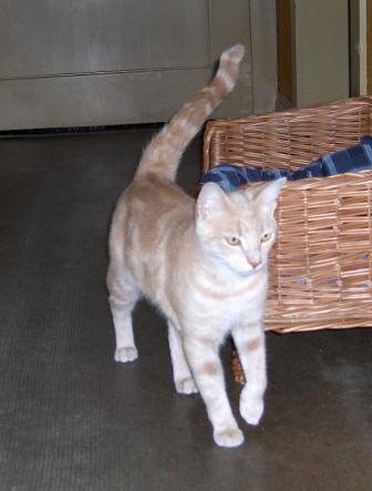 Kater Nemo