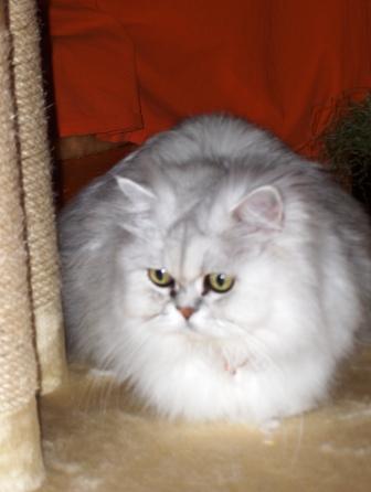 Titus