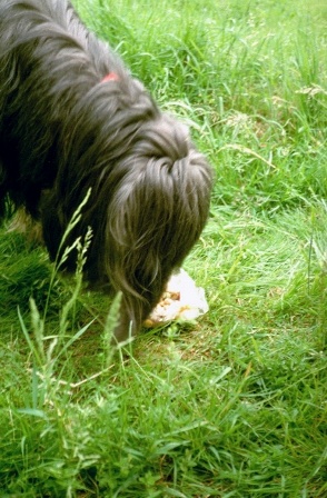 Hundefutter