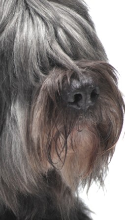 Onyx Gris