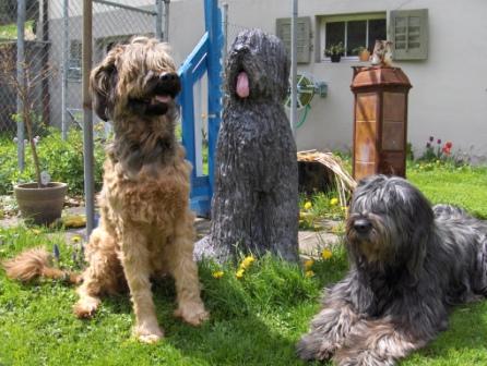 Briard Rudel