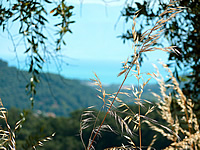 Gras
