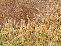 Gras