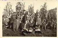 Erntezeit in der Moselwein Steillagenweine