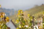 Weinrebe