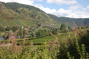 Blick auf die Steillagen im Moseltal bei Cochem 