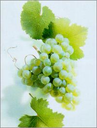Rieslingtraube aus Steillagenweine