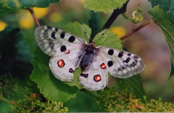 Apollofalter 