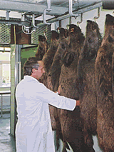 Müritz Wild - Ihr Partner für Wild und Wildprodukte