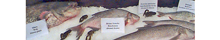 Fischarten im Murtensee