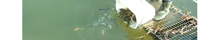 Fischeinsatz im Murtensee