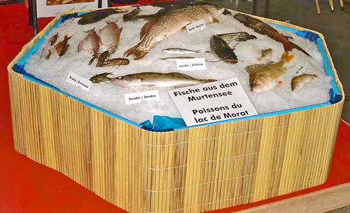 Fische aus dem Murtensee