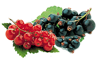 Johannisbeeren