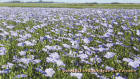 champ de fleurs de lin