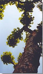 Baum von unten