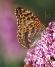 schmetterling.jpg