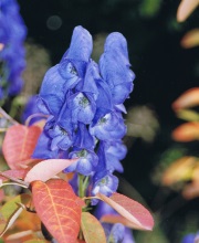 Blauer Ri.jpg