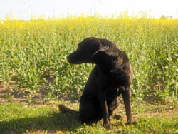 Hofhund Ferienhof