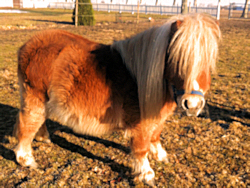 Pony Ferienhof
