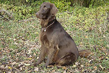 NOVAcoiffure - Browny - Der Liebling unserer Kunden