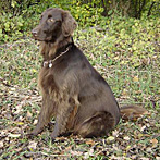 Browny - Der Liebling unserer Kunden