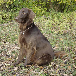 Browny
