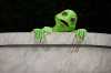 froschkoenig008.jpg