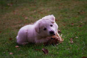 Hund