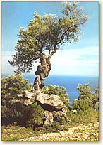 Oelbaum