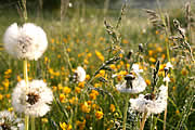 Sommerwiese